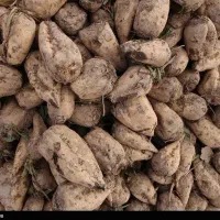 چغندر قندمیش بره