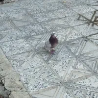 کبوتر|پرنده|آبدانان, |دیوار