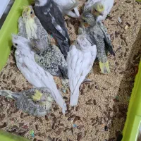 عروس هلندی سرلاکی وبالغ نرسخنگو