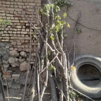 چوب درخته گیلاس|گل و گیاه طبیعی|قلقل رود, |دیوار