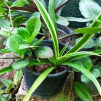 گل گیاه گلستان|گل و گیاه طبیعی|جیرفت, |دیوار