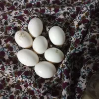 تخم کبوتر