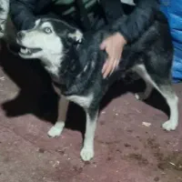 سگ هاسکی زرنگ|سگ|مشهد, رسالت|دیوار