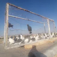 کفتر ساده|پرنده|بردسکن, |دیوار