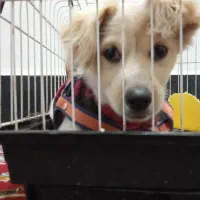 سگ پامرانین شیتزو