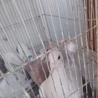 کفتر|پرنده|سبزوار, چهارراه فرودگاه|دیوار