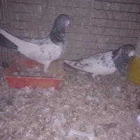 پرنده|پرنده|امیرآباد, |دیوار