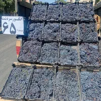 انگور سردشت فقط با جعبه کیلو نداریم