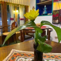 ایونت برای آنلاین شاپ ها در کافه سنتی