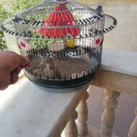 قفس طرقه سهره خاکی
