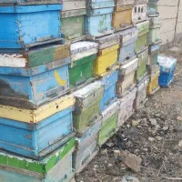 کندوزنبور عسل دسته دو