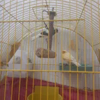 قناری نر و ماده بخوان