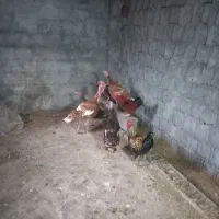 بوقلمون ارگانیک