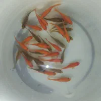 ماهی عید|ماهی|زرند, |دیوار