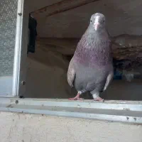 همه نوع کفتر دونه ای ۱۰۰|پرنده|هرسین, |دیوار