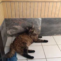 واگذاری بچه گربه نژاد مین کون