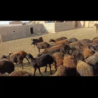 بره افشار نروماده|حیوانات مزرعه|بجنورد, |دیوار