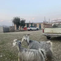 دوراس بز آبستن