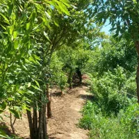 باغچه بادرختان الوان|فروش زمین و ملک کلنگی|انزل, |دیوار