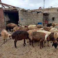 فروش میش