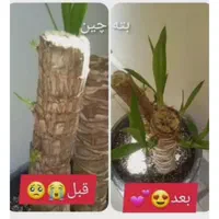 قرص کود ارگانیک|گل و گیاه طبیعی|لنجان, |دیوار