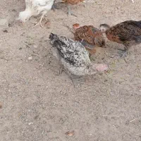 جوجه محلی