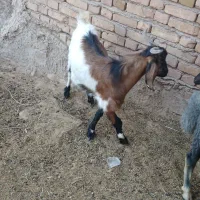 بزغاله