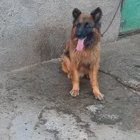 سگ ژرمن شپرد ۲ ساله