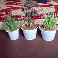 گل خانگی|گل و گیاه طبیعی|ماکو, |دیوار