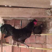 مرغ و خروس سیاه نژاد خاص