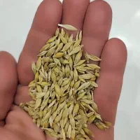 بذر جو محلی