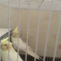 عروس هلندی لوتینیو مولد