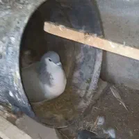 کفتر پلاکی|پرنده|چهارباغ, |دیوار