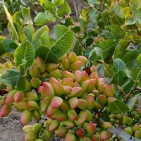 فروش صنوبر ترکیه نیگرا درجه۱|خدمات باغبانی و درختکاری|چادگان, |دیوار