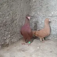 کبوتر