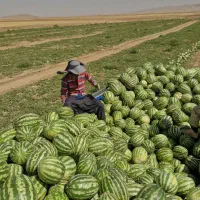 حمل نقل باربری ،ایسوزو،تک ،جفت،تریلی|خدمات حمل و نقل|همدان, |دیوار