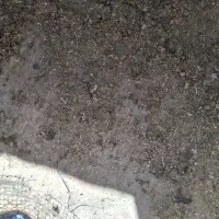 کود مرغی|گل و گیاه طبیعی|قم, ولیعصر|دیوار