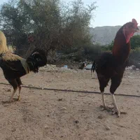 خروس لاری بوقلمون بیوتی
