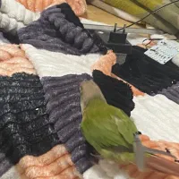 جوان و مولد|پرنده|هشتگرد, فاز ۳ مهستان|دیوار