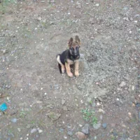 توله سگ ژرمن اصل ( نر ) ۸۸ روزه|سگ|لاهیجان, خمیر کلایه|دیوار