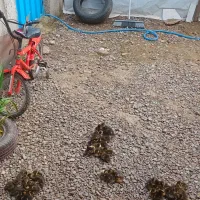 جوجه مرغابی میکس