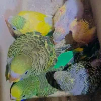 مرغ عشق با جوجه