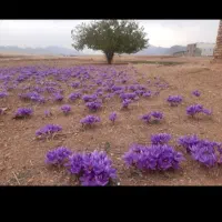 چیدن وپاک کردن زعفران|خدمات باغبانی و درختکاری|خرم‌آباد, |دیوار