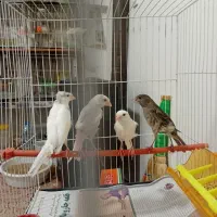 قناری ماده آماده