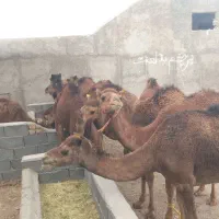 شتر
