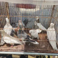 9تا کفتر