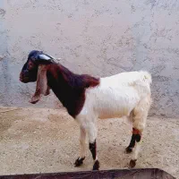 پازن