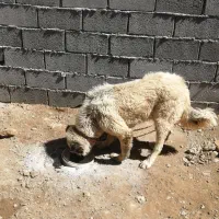 سگ سرابی موبلند