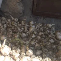 موسیر کوهی