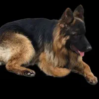 سگ گمشده مشگین دشت مژدگانی